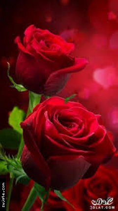 ����� ������ 84 | ���� ����� �������