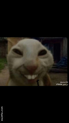 ������ ٧٧