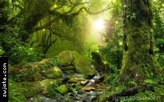 ������� �����81 | ���� ����� �������