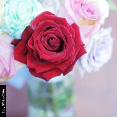 K_333ii | ���� ����� �������